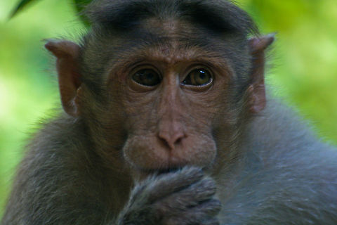 Closeup of a macaque This macaque was found sitting on a tree branch eating something in a park in Bangalore, India Asia,Bangalore,Crab-eating macaque,India,Macaca fascicularis,Macaque,Mammals