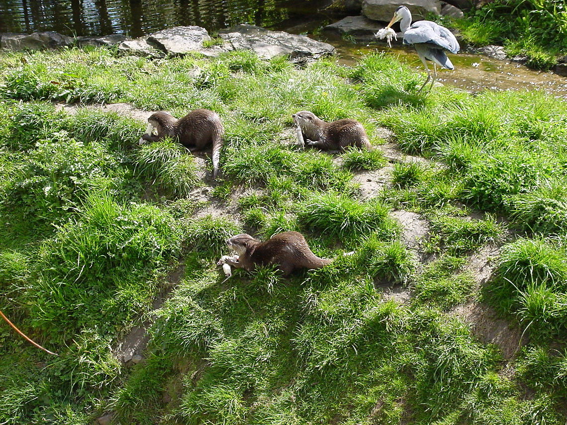 Three otters and a stork These three otters and a stork were caught while eating a fishy meal at the Dublin Zoo Dublin,Dublin Zoo,Europe,European otter,Feeding,Ireland,Lutra lutra,Stork,Zoo