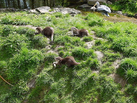 Three otters and a stork These three otters and a stork were caught while eating a fishy meal at the Dublin Zoo Dublin,Dublin Zoo,Europe,European otter,Feeding,Ireland,Lutra lutra,Stork,Zoo