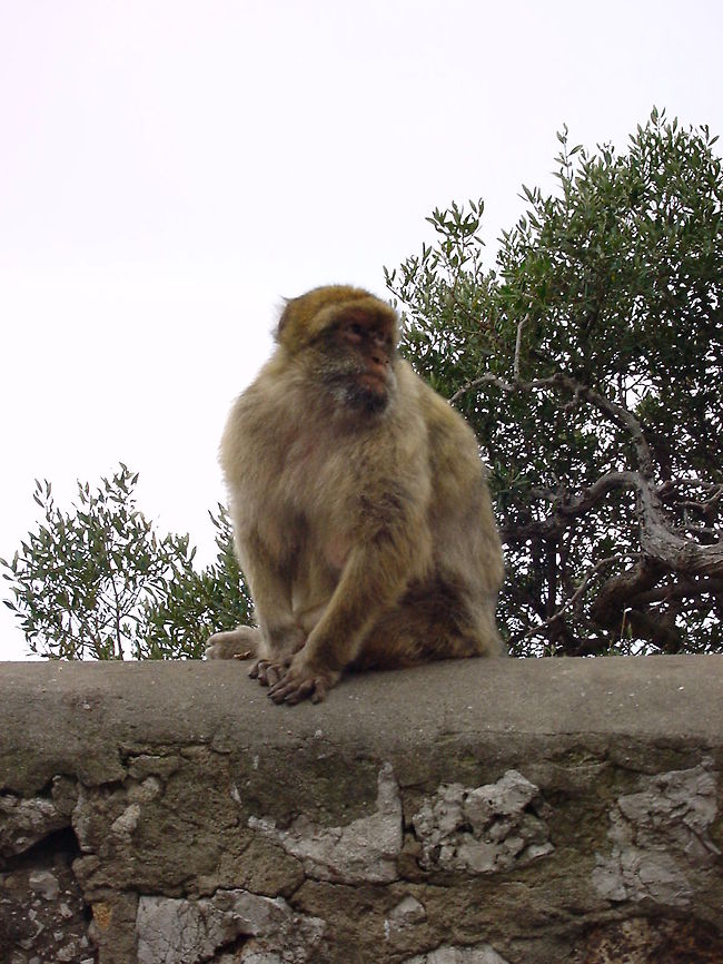 Berber monkey sitting on a ledge This berber monkey is sitting on the ledge of a path that leads up to the top of Gibraltar&#039;s rock Barbary Macaque,Berber Monkey,Europe,Macaca sylvanus,Mammalia,Mammals,Monkeys,Rock of Gibraltar,United Kingdom