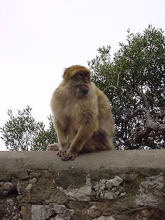 Berber monkey sitting on a ledge This berber monkey is sitting on the ledge of a path that leads up to the top of Gibraltar's rock Barbary Macaque,Berber Monkey,Europe,Macaca sylvanus,Mammalia,Mammals,Monkeys,Rock of Gibraltar,United Kingdom