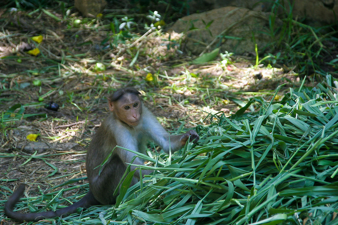 Monkey eating leafs This macaque monkey eating leafs was spotted in the Lalbagh botanical gardens of Bangalore, India Asia,Bangalore,Crab-eating macaque,India,Lalbagh,Macaca fascicularis,Macaca mulatta,Macaque,Rhesus macaque