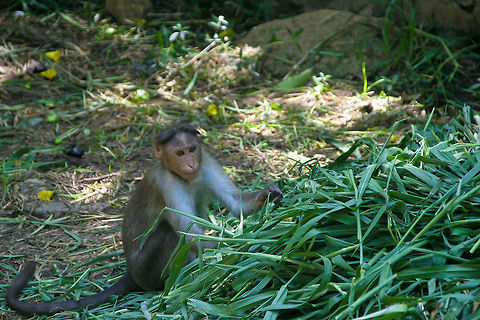 Monkey eating leafs This macaque monkey eating leafs was spotted in the Lalbagh botanical gardens of Bangalore, India Asia,Bangalore,Crab-eating macaque,India,Lalbagh,Macaca fascicularis,Macaca mulatta,Macaque,Rhesus macaque