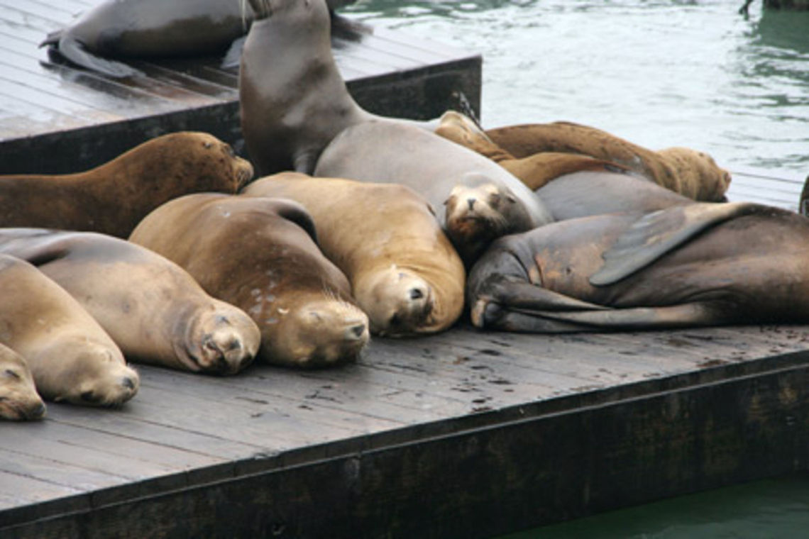 Californian sea lions Californian sea lions on a wooden platform in the harbour of Fishermans Wharf, San Francisco California Sea Lion,Geotagged,Mammals,North America,United States