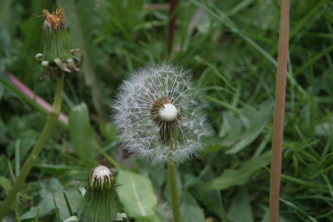Dandelion seedhead This partially dispersed dandelion seedhead was shot at my backyard in Eindhoven, the Netherlands  Backyard,Dandelion,Eindhoven,Europe,Geotagged,The Netherlands