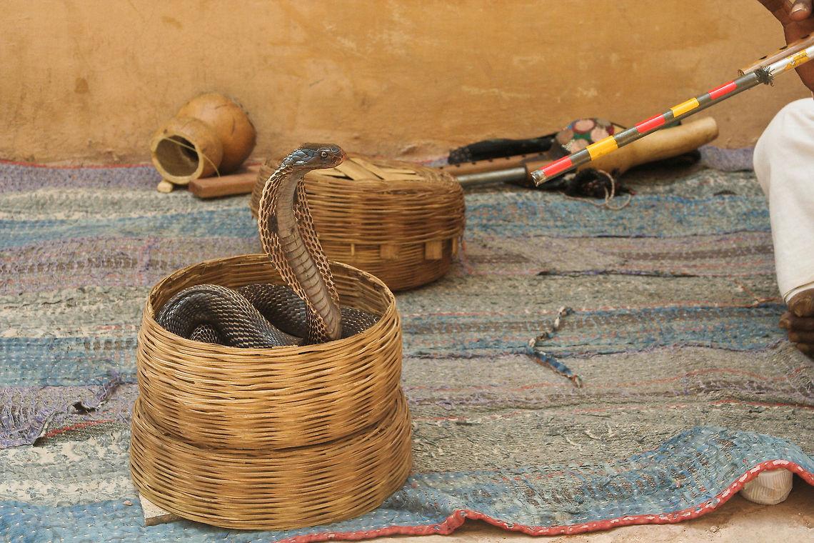 Cobra snake with wrangler A snake wrangler tries to enchant this Cobra snake in Jaipur, India Asia,Cobra,Geotagged,India,Indian cobra,Jaipur,Naja naja,Reptiles,Serpentes,Snakes