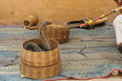 Cobra snake with wrangler A snake wrangler tries to enchant this Cobra snake in Jaipur, India Asia,Cobra,Geotagged,India,Indian cobra,Jaipur,Naja naja,Reptiles,Serpentes,Snakes