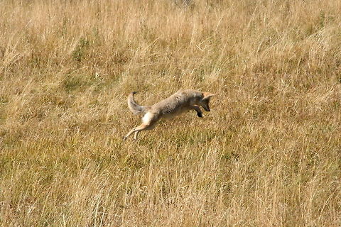 Jumping Coyote This wild coyote was spotted at Yellowstone National Park just when it jumped up for some unknown reason Canis latrans,Coyote,Mammals,National park,North America,United States,Yellowstone National Park