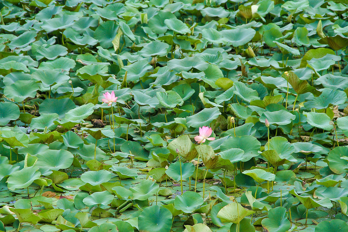 Indian lotus These Indian lotuses were shot at a pond in the Lalbagh botanical gardens in Bangalore, India Asia,Bangalore,Geotagged,India,Indian lotus,Lalbagh,Nelumbo nucifera