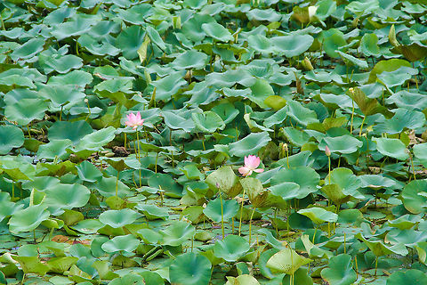 Indian lotus These Indian lotuses were shot at a pond in the Lalbagh botanical gardens in Bangalore, India Asia,Bangalore,Geotagged,India,Indian lotus,Lalbagh,Nelumbo nucifera