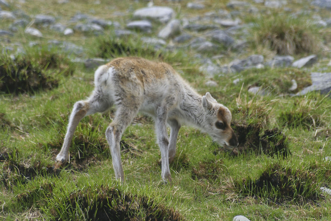 Baby reindeer This baby reindeer was photographed well above the arctic circle in Norway Arctic,Baby,Europe,Norway,Rangifer tarandus,Reindeer