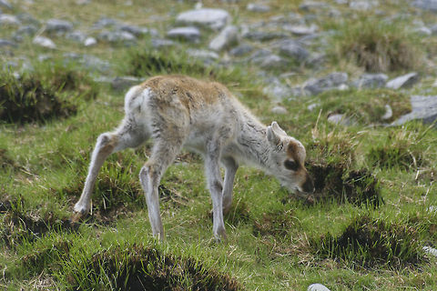 Baby reindeer This baby reindeer was photographed well above the arctic circle in Norway Arctic,Baby,Europe,Norway,Rangifer tarandus,Reindeer