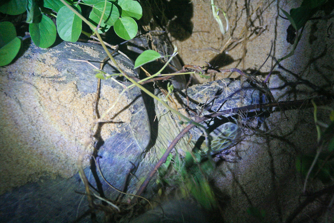 Giant toirtoise This toirtoise was spotted in the night on a beach in Cherating, Malaysia. She was laying her eggs in a sand pit she dug. Cherating,Dermochelys coriacea,Geotagged,Giant Tortoise,Leatherback sea turtle,Malaysia,Testudines,Tortoise