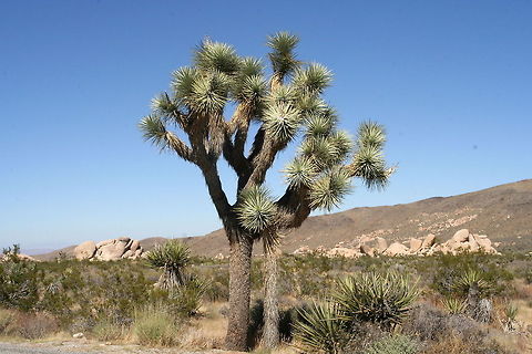Joshua Tree This famous tree was photographed in Joshua Tree National Park in Arizona Desert,Joshua Tree,National Park,North America,United States