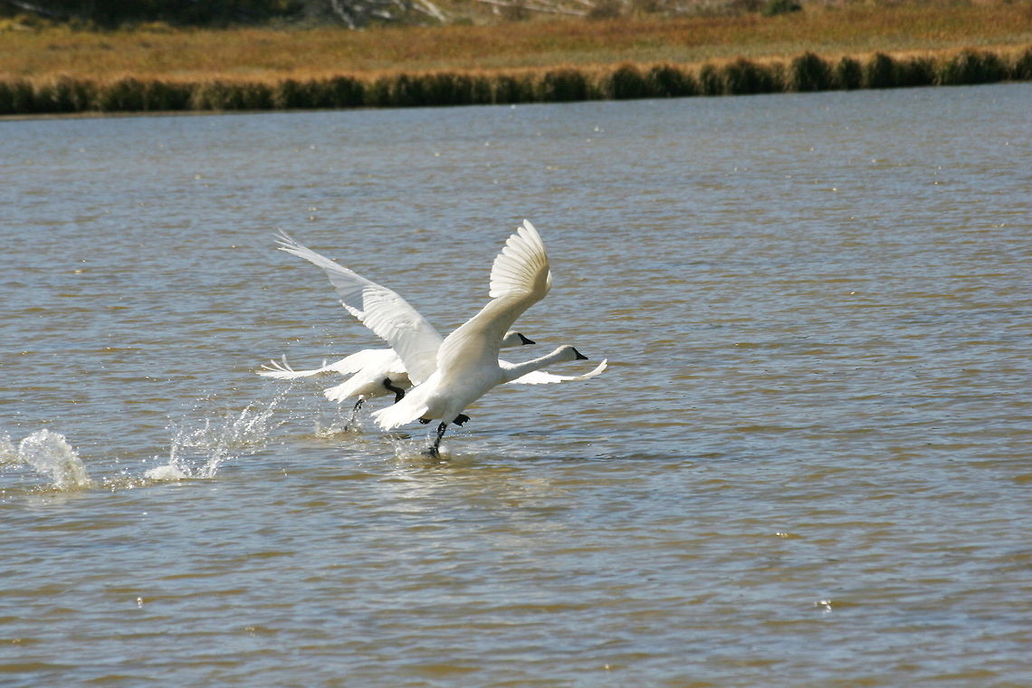 Double swan takeoff These swans are just about to takeoff on this picture, shot at Yellowstone National Park Cygnus buccinator,National park,North America,Swan,Takeoff,Trumpeter Swan,United States,Yellowstone National Park