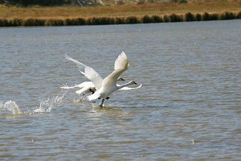 Double swan takeoff These swans are just about to takeoff on this picture, shot at Yellowstone National Park Cygnus buccinator,National park,North America,Swan,Takeoff,Trumpeter Swan,United States,Yellowstone National Park