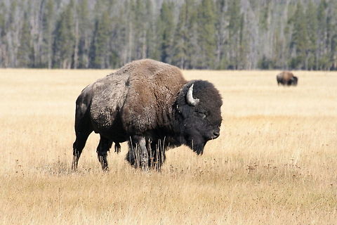 American buffalo This giant buffalo in the grass plains was spotted in Yellowstone National Park American Bison,American bison,Bison bison,Buffalo,National park,North America,United States,Yellowstone National Park