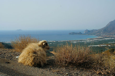 Sheep enjoying panorama This sheep is enjoying a nice cretan panorama. This photo was taken alongside a road on the Greek island of Crete Crete,Domestic sheep,Europe,Greece,Island,Ovis aries,Panorama,Sheep