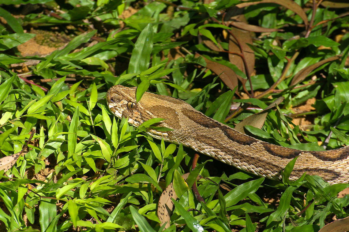Snake in bushes This snake was photographed in the Bannerghatta Zoo, located on the south of Bangalore, India Asia,Bangalore,Bannerghatta,Daboia russelii,India,Russells viper,Serpentes,Snakes,Zoo