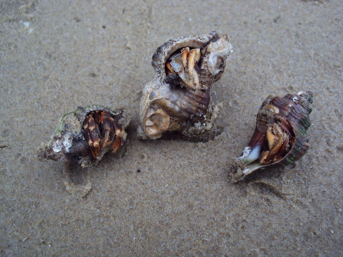 Three hermit crabs These three hermit crabs were found at a beach in Sarawak, Borneo Asia,Borneo,Caribbean hermit crab,Coenobita clypeatus,Geotagged,Hermit Crab,Malaysia,Sarawak