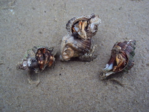 Three hermit crabs These three hermit crabs were found at a beach in Sarawak, Borneo Asia,Borneo,Caribbean hermit crab,Coenobita clypeatus,Geotagged,Hermit Crab,Malaysia,Sarawak