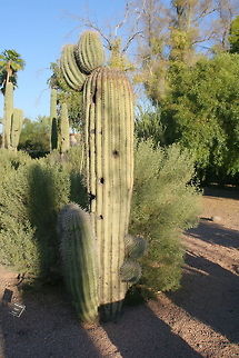 Big cactus This big cactus grows outside in the desert of Scottsdale near Phoenix Arizona,Cactus,Desert,North America,Phoenix,United States