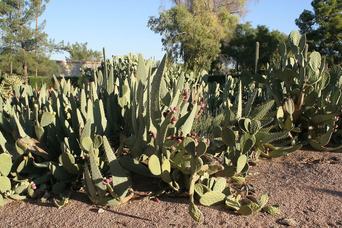 Different cacti These bunch of cacti were photographed in Phoenix Arizona Arizona,Desert,Geotagged,North America,Phoenix,United States