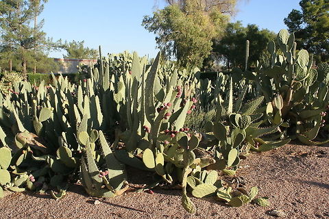 Different cacti These bunch of cacti were photographed in Phoenix Arizona Arizona,Desert,Geotagged,North America,Phoenix,United States
