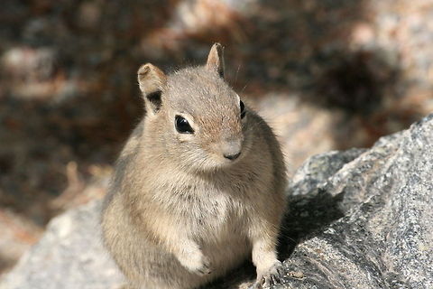 Squirrel on a rock This squirrel was spotted sitting on a rock at Rocky Mountain National Park American red squirrel,National Park,North America,Rocky Mountains,Squirrel,Tamiasciurus hudsonicus,United States