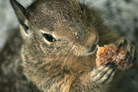 Squirrel closeup Closeup of an american squirrel, shot along highway 1 from Los Angeles to San Francisco Closeup,Geotagged,Mammals,North America,Squirrel,United States