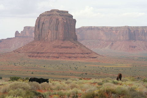 Wild horses grazing These wild horses are grazing on the grass plain of Monument Valley, the land of the Navajo Indians Domestic horse,Equus ferus caballus,Indians,Monument Valley Tribal Park,Navajo,North America,United States