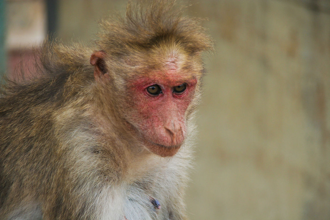 Monkey closeup This monkey closeup was taken on top of a hill outside of the city of Mysore, India Asia,Bonnet macaque,Geotagged,India,Macaca mulatta,Macaca radiata,Mammalia,Monkeys,Mysore,Rhesus macaque