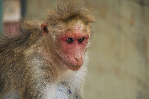 Monkey closeup This monkey closeup was taken on top of a hill outside of the city of Mysore, India Asia,Bonnet macaque,Geotagged,India,Macaca mulatta,Macaca radiata,Mammalia,Monkeys,Mysore,Rhesus macaque