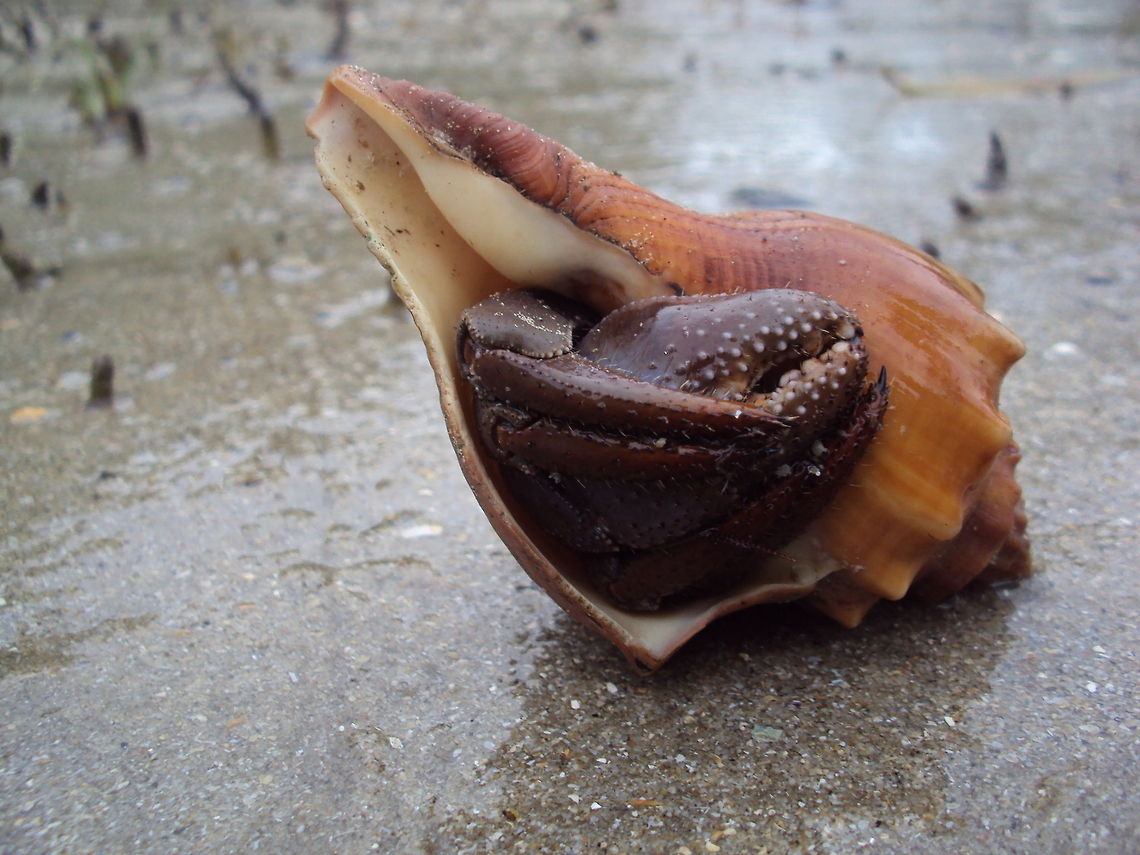 Big hermit crab This is quite a big hermit crab and he found himself a sizable shell to protect himself. Spotted at a beach in Bako National Park, Sarawak Borneo Asia,Bako,Borneo,Caribbean hermit crab,Coenobita clypeatus,Hermit Crab,Malaysia,National park,Sarawak