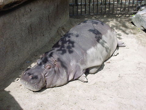 Hippo enjoying the sun This Hippopotamus is really enjoying the sun in the Dublin Zoo Dublin,Dublin Zoo,Europe,Hippo,Hippopotamus,Hippopotamus amphibius,Zoo