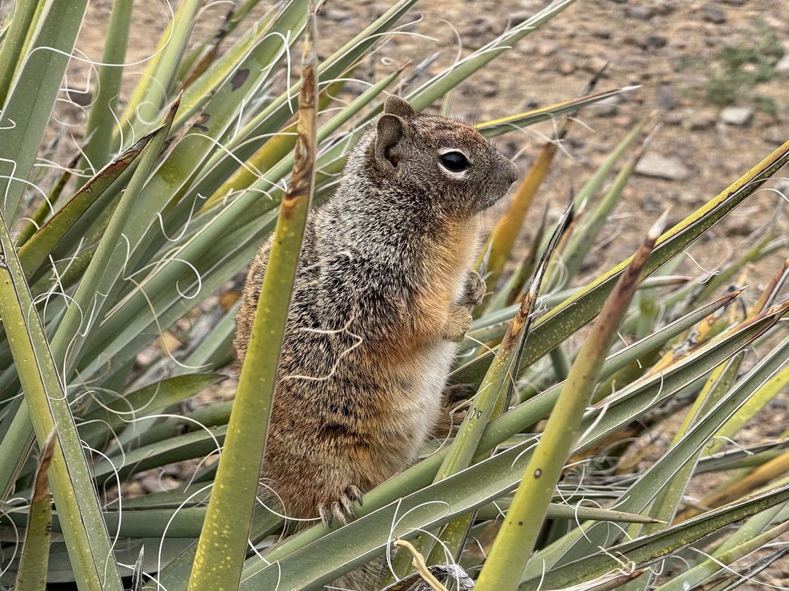 Ground Squirrel Found this guy halfway the trail to the bottom of the Grand Canyon Geotagged,Grand Canyon National Park,Rock squirrel,Spring,United States