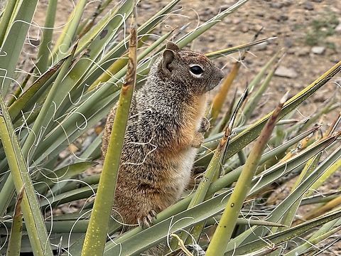 Ground Squirrel Found this guy halfway the trail to the bottom of the Grand Canyon Geotagged,Grand Canyon National Park,Rock squirrel,Spring,United States