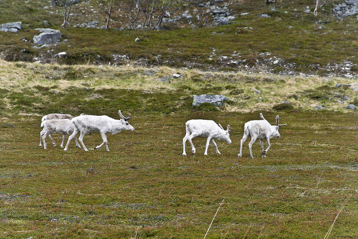 White reindeer on grass plain These white reindeer were spotted in Norway, well above the arctic circle Europe,Mammals,Norway,White Reindeer