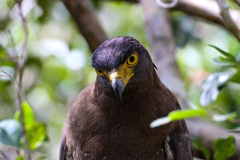 Mountain Hawk Eagle front view Spotted in Wilpaththu National park, Sri Lanka on a wildlife safari Asia,Crested Serpent Eagle,Geotagged,Mountain Hawk-Eagle,Nisaetus nipalensis,Spilornis cheela,Sri Lanka,Wilpaththu National park