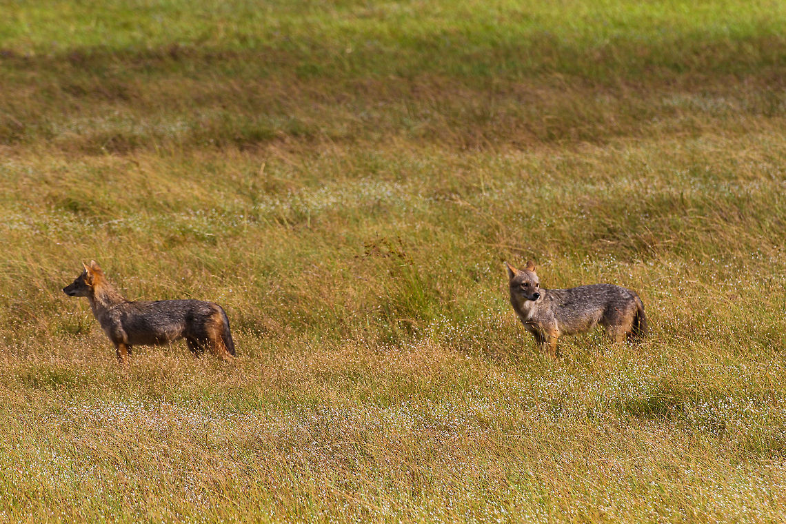 Sri Lankan Jackals on a grass plain These Jackals were found scavenging across a grass plain in Wilpaththu National park Canis aureus naria,Geotagged,Sri Lanka,Sri Lankan Jackal,Wilpaththu National park