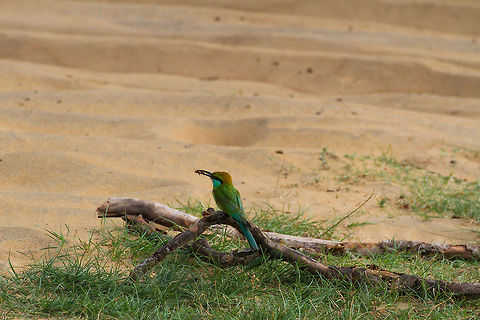 Green Bee-eater with an insect This bird in the kingfisher family was found sitting on a piece of deadwood holding an insect Asia,Geotagged,Green Bee-eater,Merops orientalis,Sri Lanka,Wilpaththu National park