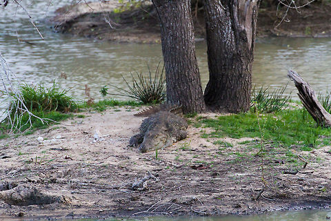 Mugger Crocodile This big fellow was resting at the bank of a sweetwater lake in Wilpaththu National park Asia,Crocodylus palustris,Geotagged,Mugger crocodile,Sri Lanka,Wilpaththu National park