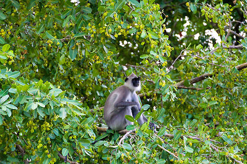 Grey Langur sitting in a tree This grey langur was sitting in a tree, minding his peaceful business :) Asia,Geotagged,Semnopithecus priam,Sri Lanka,Tufted gray langur,Wilpaththu National park