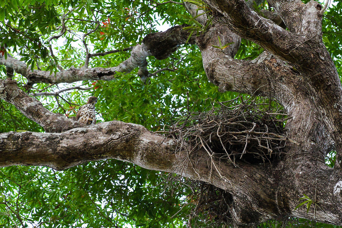 Hawk-Eagle and his majestic nest One of my favorite photo&#039;s of my trip to Sri Lanka. This Hawk-Eagle is sitting on a tree branch overlooking his big nest Asia,Changeable Hawk-Eagle,Geotagged,Nisaetus cirrhatu,Sri Lanka,Wilpaththu National park
