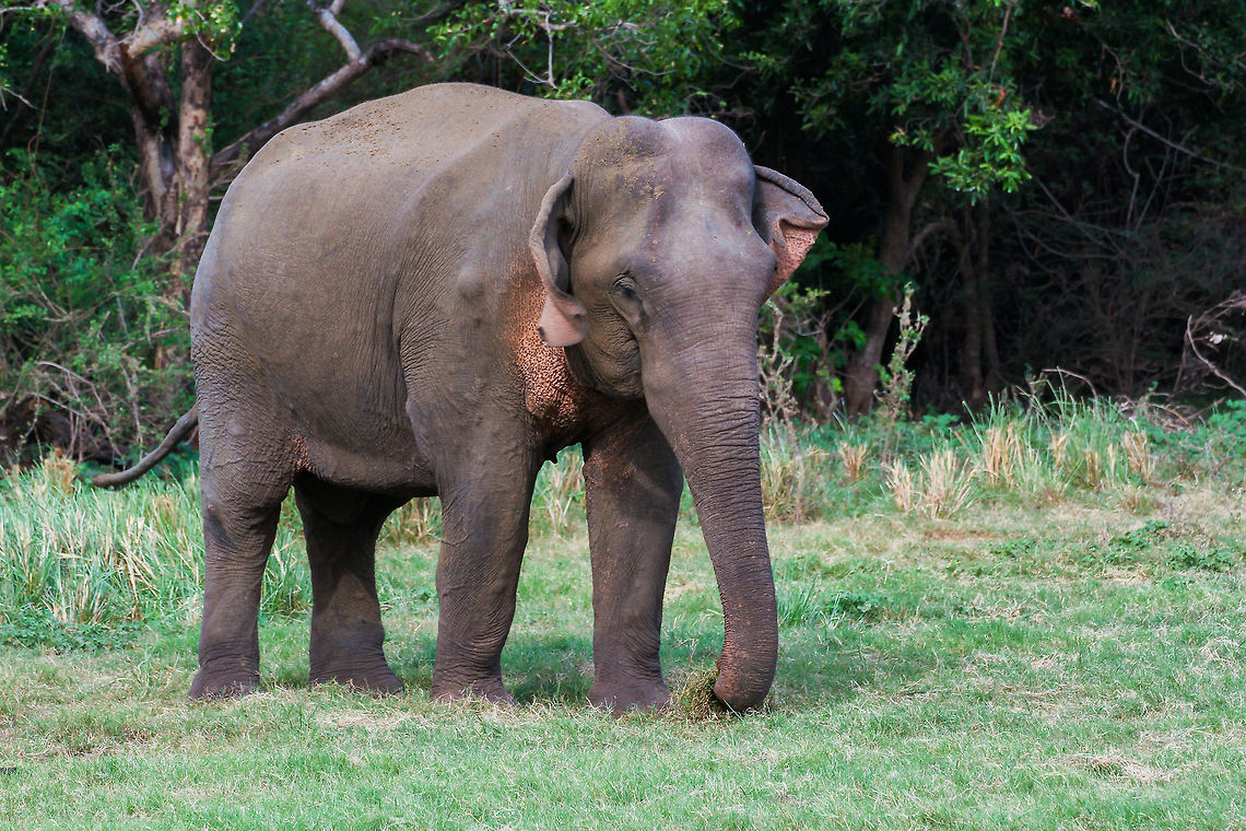 Young female elephant This young elephant was spotted on a wildlife safari in Minneriya Wildlife park Asia,Elephas maximus maximus,Geotagged,Minneriya Wildlife Park,Sri Lanka,Sri Lankan elephant
