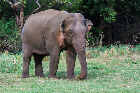 Young female elephant This young elephant was spotted on a wildlife safari in Minneriya Wildlife park Asia,Elephas maximus maximus,Geotagged,Minneriya Wildlife Park,Sri Lanka,Sri Lankan elephant
