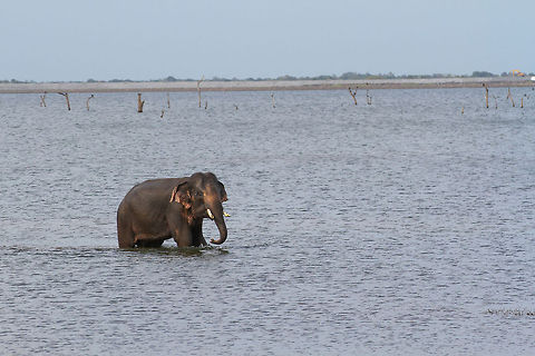 Male elephant just finishing his bathing session This "tusker" elephant was just finishing his bathing session in a lake in Minneriya Wildlife Park Elephas maximus maximus,Geotagged,Minneriya Wildlife Park,Sri Lanka,Sri Lankan elephant