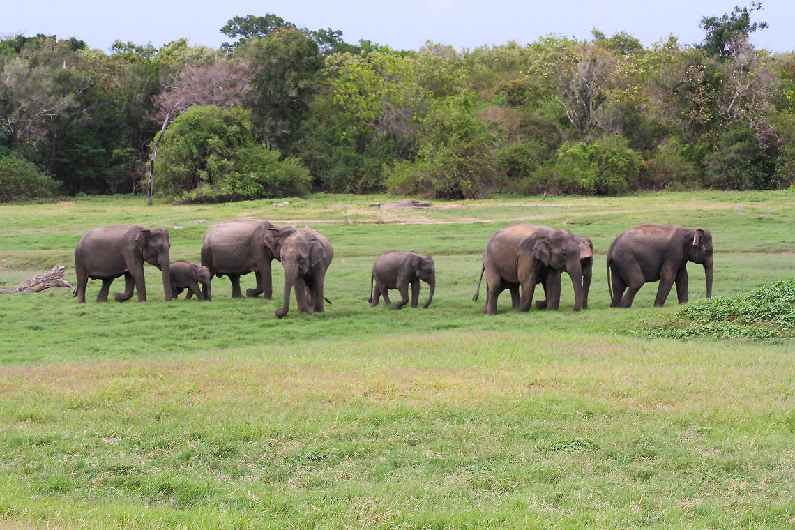Elephant herd on the plains of Minneriya Wildlife Park This herd was found walking on the grass plains of  Asia,Elephas maximus maximus,Geotagged,Minneriya Wildlife Park,Sri Lanka,Sri Lankan elephant