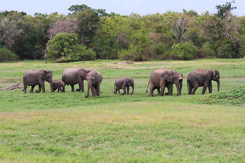 Elephant herd on the plains of Minneriya Wildlife Park This herd was found walking on the grass plains of  Asia,Elephas maximus maximus,Geotagged,Minneriya Wildlife Park,Sri Lanka,Sri Lankan elephant