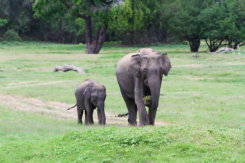 Grazing with mummy Mother and child enjoying a small grass snack at the grass plains of Minneriya Wildlife Park Asia,Elephas maximus maximus,Geotagged,Minneriya Wildlife Park,Sri Lanka,Sri Lankan elephant